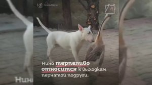 Дружба бультерьера и гуся! Такого вы ещё не видели!