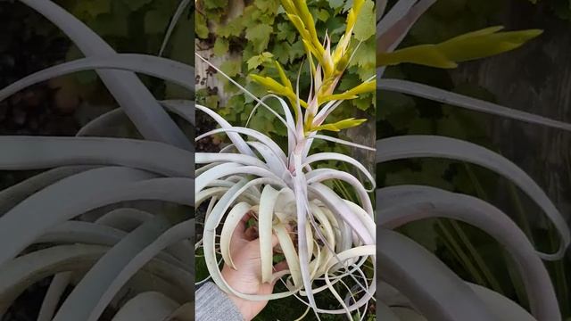 Tillandsia xerographica