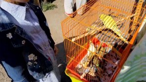 ? Какую ПТИЦУ завести дома в клетке? ? Волнистый ПОПУГАЙ или КАНАРЕЙКА? ?