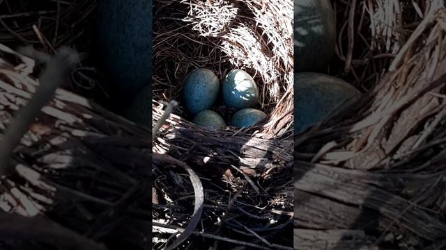 #shortsvideo  гнездо черного дрозда отложила четыре яйца смотреть онлайн