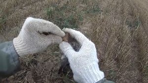 СМОТРИТЕ ЧТО Я НАШЕЛ с новым металлоискателем MAKRO RACER 2