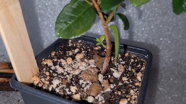 Мирт Лума остроконечная.