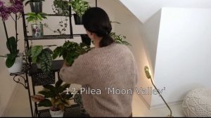 Creating a display of 16 beautiful indoor plants | Potted plants arrangement