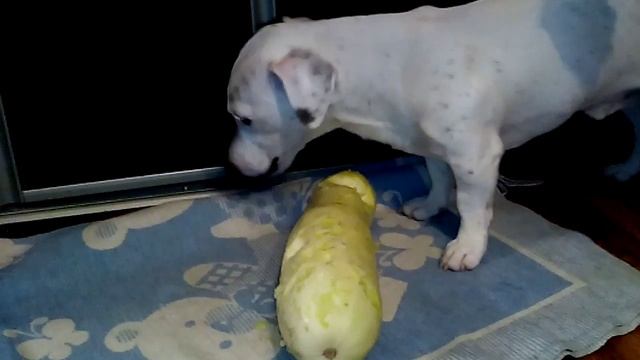 Джек Рассел Чарли жадно ест кабачек смотреть онлайн