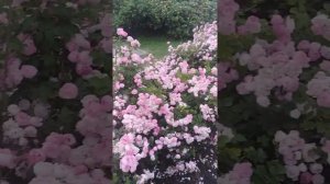 Роза плетистая RAUBRITTER.