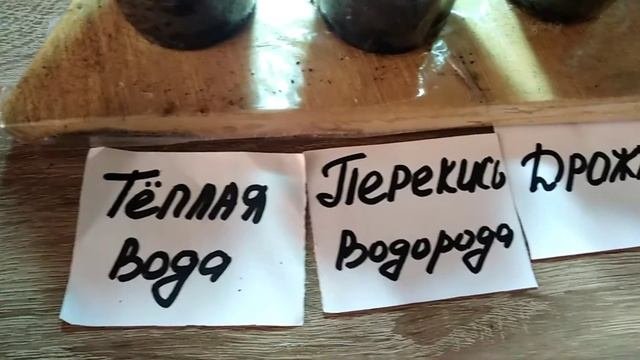 ПОЛИЛ РАСТЕНИЯ РАЗНЫМИ ЖИДКОСТЯМ КВАС, ДРОЖЖИ,ЧАЙ,КОФЕ.КАКОЕ БЫСТРЕЙ ВЫРАСТИТ?