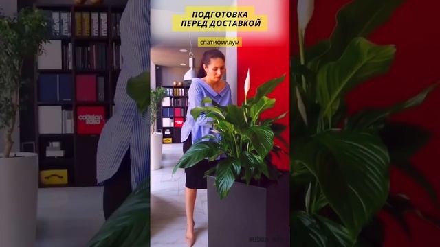 Немного финального процесса подготовки цветка перед доставкой заказчику  #озеленениеинтерьера