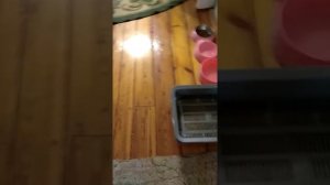 Роды персидской кошки часть 2