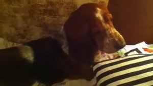 Пение бассет-хаунда по имени Шамик