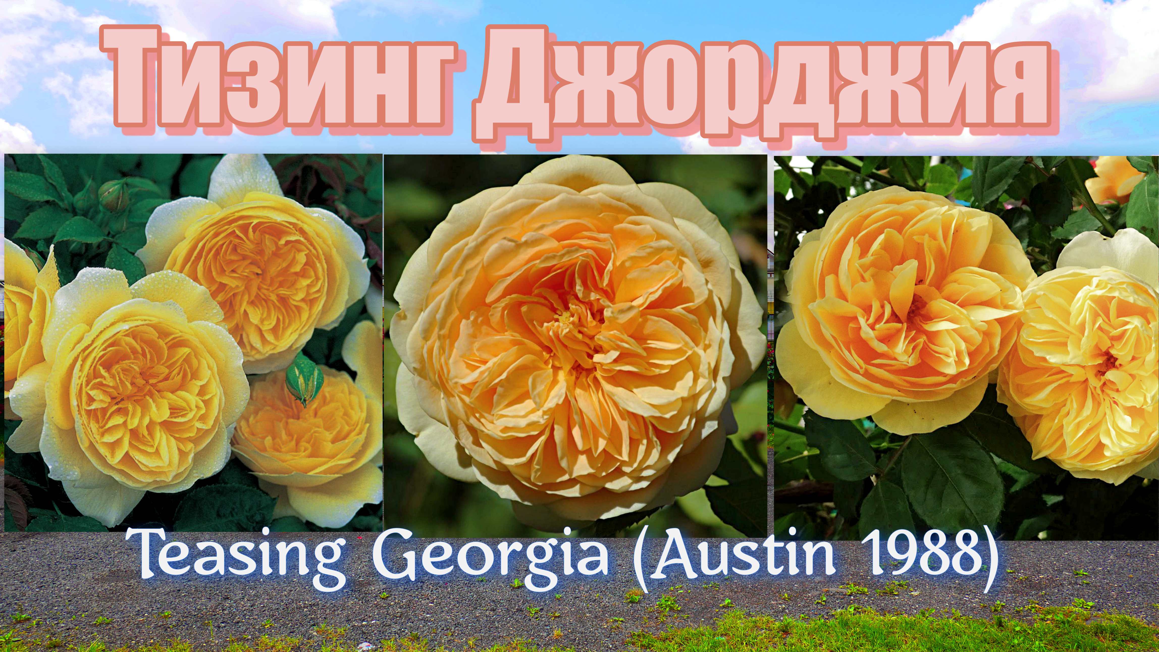 Роза Тизинг Джорджия (Английская) - Teasing Georgia (Austin 1988)