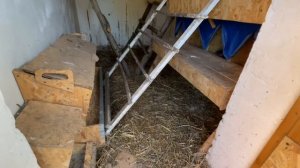 Яйценоскость кур несушек на даче сами несколько дней