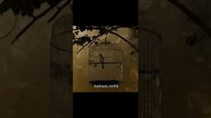 хаз дийцар Сулейман пайхмар волч замангахь хилла