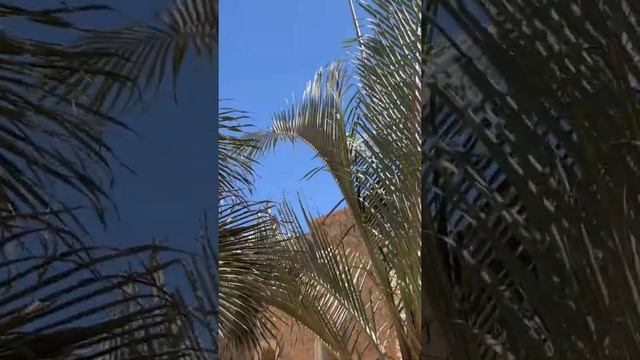 Palma trójkątna (Dypsis decaryi) | | Egipt?? Hurghada