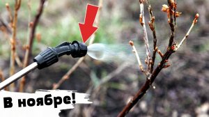 Последняя самая важная обработка крыжовника и смородины поздней осенью от вредителей и болезней!