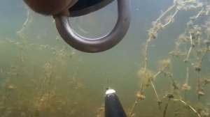 Первая охота с подводным ружьем. Карп.