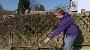 Pruning Late Flowering Clematis