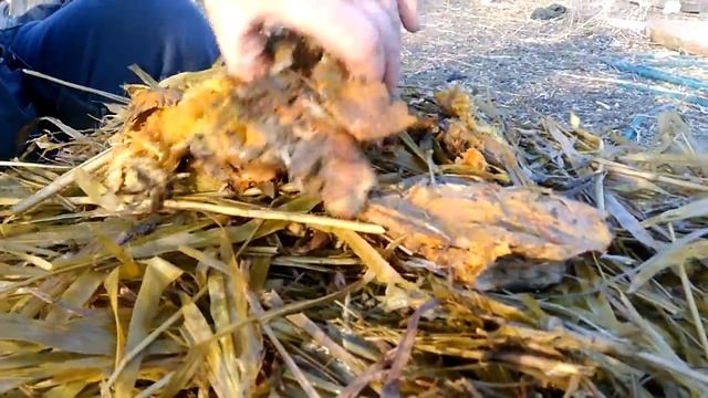 Силос Суданки смотреть онлайн