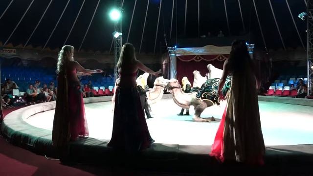 Шоу-балет "Великолепный век" и Алик Насиров "Восточный караван" смотреть онлайн