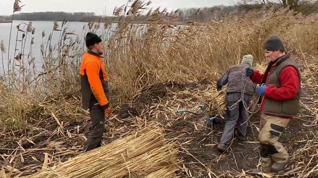 Оствиця 4 січня. День за 5 хвилин. Заготівля очерету