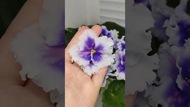 Фиалка Dn-Рiздво смотреть онлайн