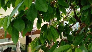 Черешня в Подмосковье 07.05.2020, плоды в укрытии уже сформировались на улице только цветение