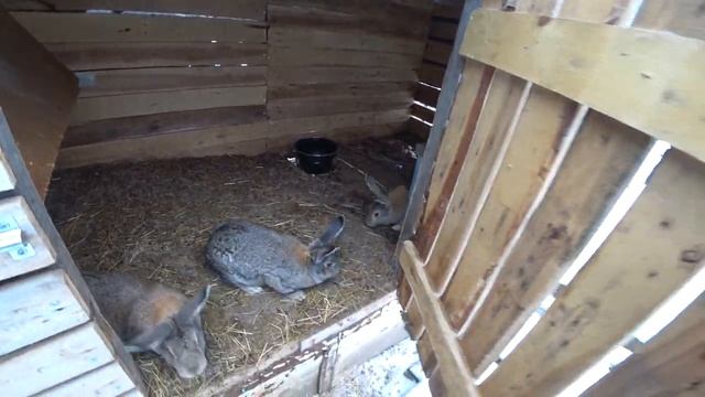 Почему я даю кроликам Воду в МОРОЗ __ Новый питомец смотреть онлайн