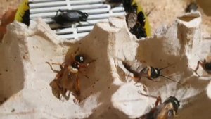 Сверчки имаго