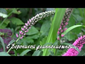 С Вероникой длиннолистной. Дачные картинки.