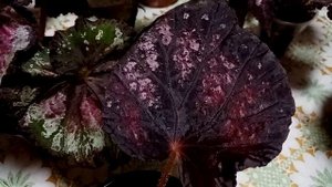 Бегонии 2. Обзор. Новинки.