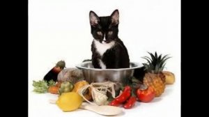 лучший сухой корм для кошек