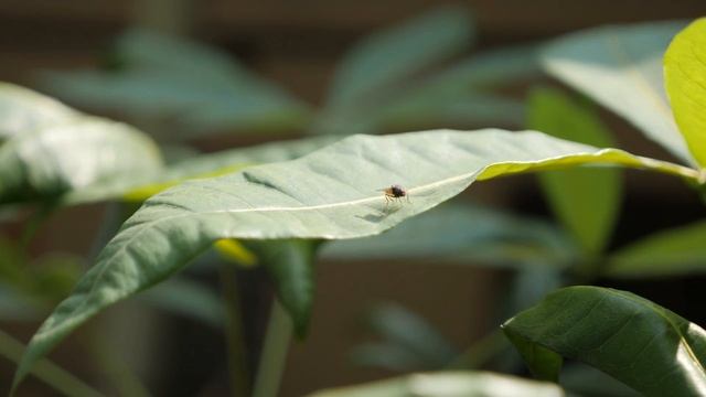 Panasonic GH5 with Panasonic Lumix G X Vario 12-35mm f/2.8 ASPH. POWER O.I.S. Lens смотреть онлайн