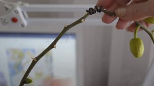 Размножение орхидей цитокининовой пастой. Размножение орхидей цветоносами. Простой способ, с пастой