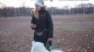 Что делать, если собака не слушается на прогулке при других собаках? Как научить?