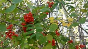 Значение имени Александра: карма, характер и судьба