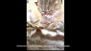 КОТЫ ПРИКОЛЫ.Сборник приколов про животных смотреть всем.Смотреть всем приколы с животными