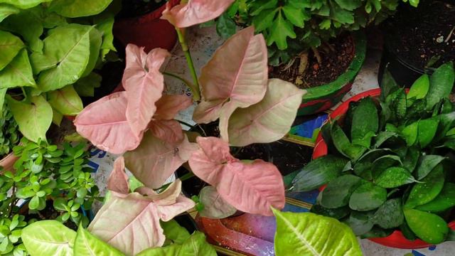 बरसात में लगाएं इन पौधों की कटिंग 15 best permanent indoor plants How to grow from cutting in Augus