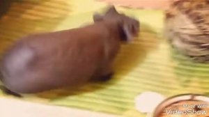 Жизнь маленьких бегемотиков :)