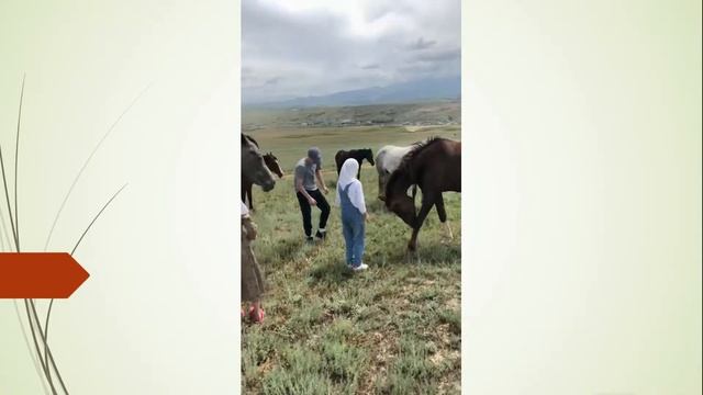 Ознакомление детей с табуном лошадей. смотреть онлайн