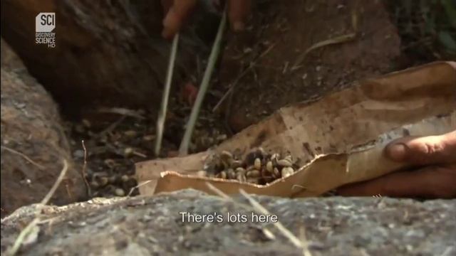 Как производят самый дорогой кофе? смотреть онлайн