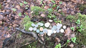 Находки на старой дороге, продолжение. Золотая лихорадка!