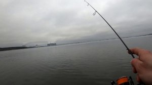 "Атомная" рыба 2.Тиляпия.Нововоронеж