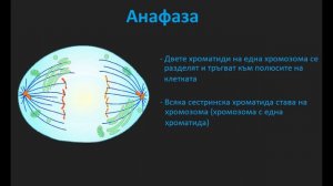 МИТОЗА I ВСИЧКИ ФАЗИ НА МИТОЗАТА I Видео Урок на Български