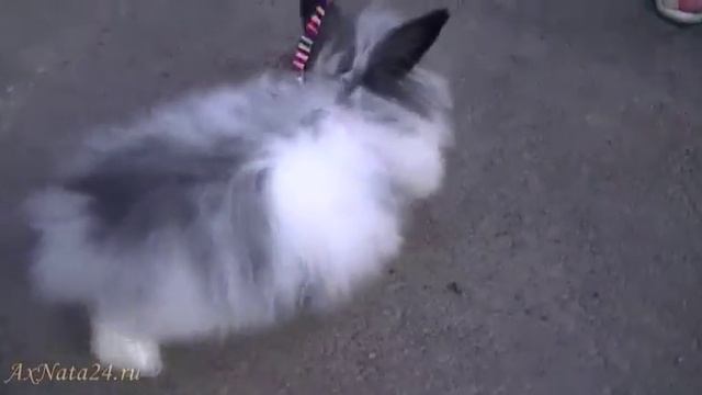 Шлейка для кролика. Вред или польза? смотреть онлайн