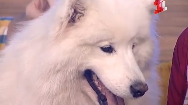 Нет опасных собак, утверждают наши гости, все дело в воспитании смотреть онлайн