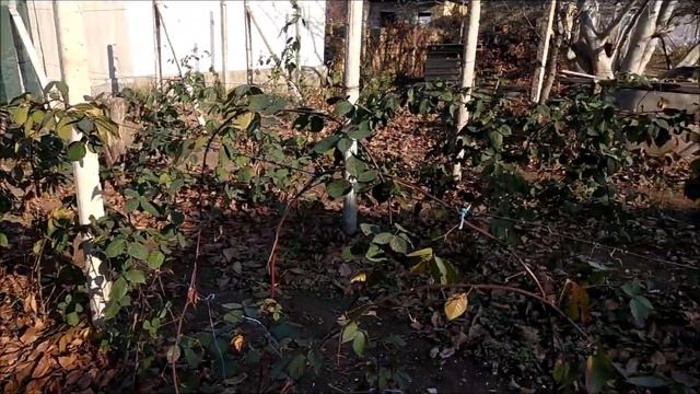 бесшипная ежевика  НАТЧЕЗ .20.11.2019