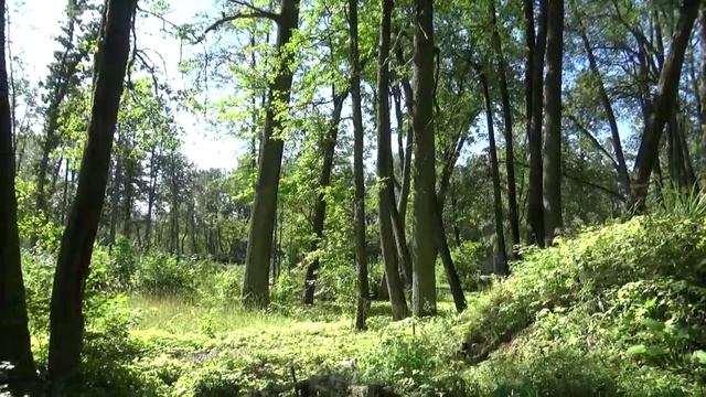 Гораи.Старинный парк в Островской районе.