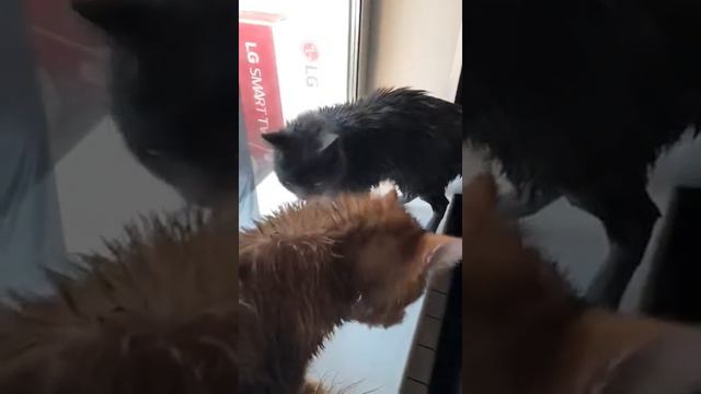 Мои коты британец и мейкун. смотреть онлайн