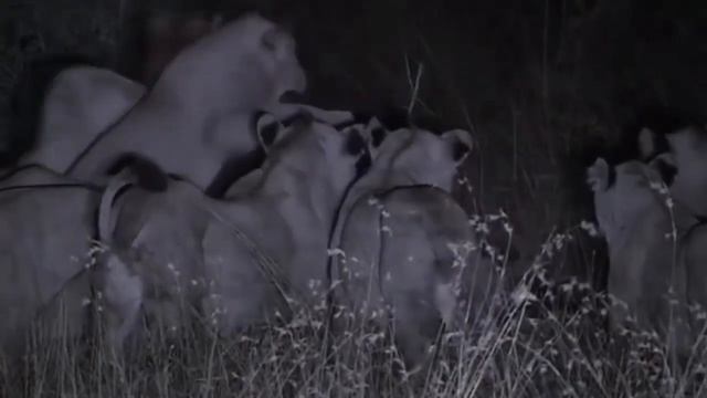 Лев тиран зверей - охота львов - слон крокодил бегемот жираф против льва смотреть онлайн