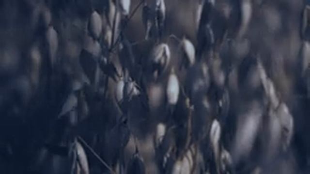 ЛЕТНИЙ ВЕЧЕР в деревне. Звенят кузнечики, лают собаки // @ratiana смотреть онлайн