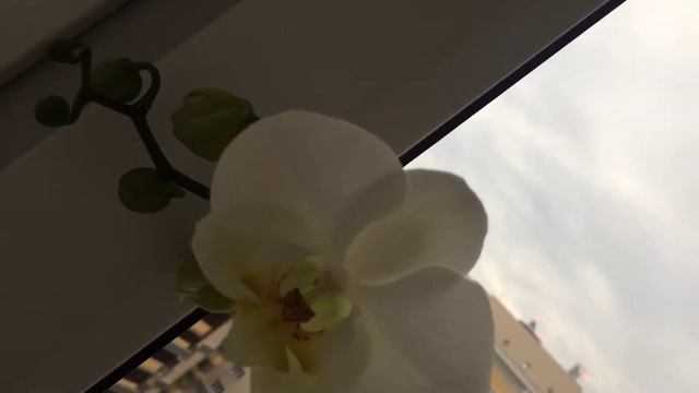 А у вас распускаются цветы смотреть онлайн